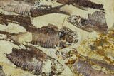 Fossil Fish (Gosiutichthys) Mortality Plate - Lake Gosiute #105413-3